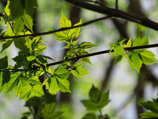green leaves in spring