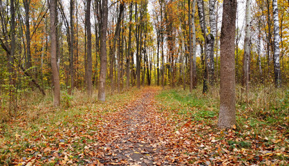 Trail without people in a city park in rainy autumn
