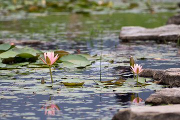 beautiful water lily and lotus
