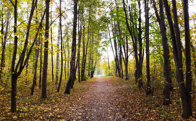 Fototapeta premium Trail without people in a city park in rainy autumn