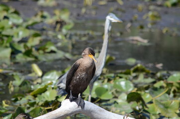 Double Crested Cormorant resting on shoreline in Ontario, Canada
