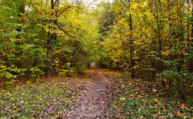 Trail without people in a city park in rainy autumn