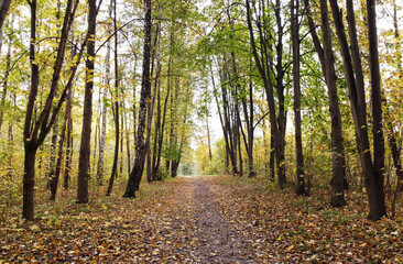 Obraz premium Trail without people in a city park in rainy autumn