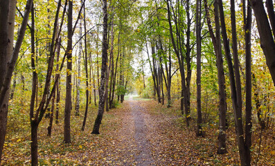 Fototapeta premium Trail without people in a city park in rainy autumn