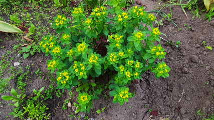 Euphorbia is a species of flowering plants of the Euphorbia family.
