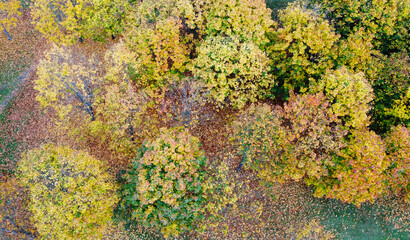 Beautiful top view of the autumn park with yellow trees and green grass