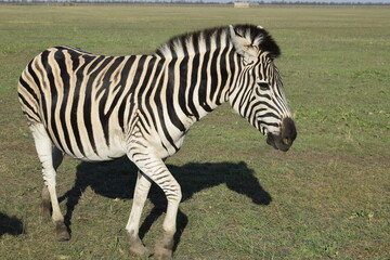 Fototapeta na wymiar One zebra near tourist transport in the Askania Nova nature reserve.