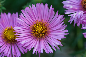 Obraz premium Rosa blühende Aster im Herbst
