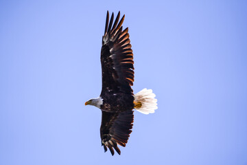 Obraz premium american bald eagle