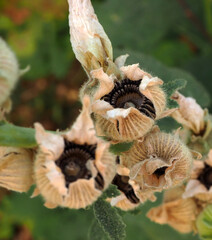 flower seed, plant seeds, dried flower seed, close up,