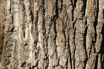 bark of tree texture