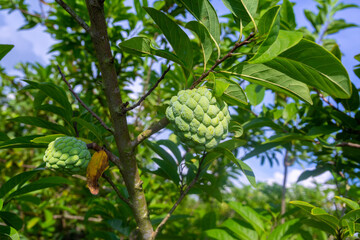 Fresh Sugar apple or Custard Apple hanging on a tree in the garden.