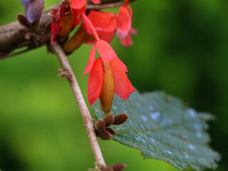 Flowers of one variety of  Grewia  tiliifolia tree in the Malvaceae family