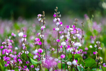 Purple color hyacinth bean vegetable flowering in the garden.