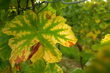 Ein herbstliches Blatt einer Weinrebe 