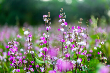 Fototapeta premium Purple color hyacinth bean vegetable flowering in the garden.