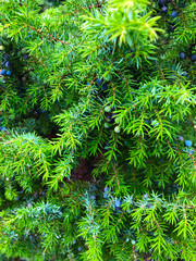 nature, plant, greenery, forest, wild forest