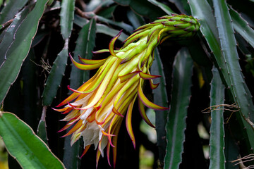 Dragon fruit (Hylocereus Undatus) is flowering. This cactus type flower blooming at night and...