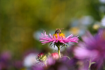 Biene auf rosa blühender Aster im Herbst