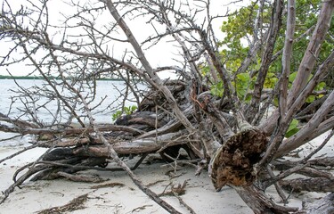 Beach Tree