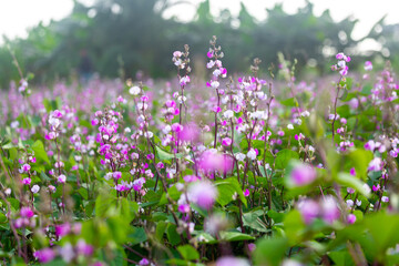 Purple color hyacinth bean vegetable flowering in the garden.