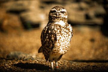 burrowing owl