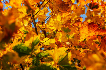 Bright autumn maple foliage on a tree on a sunny day. Close-up. Space for text. Background.