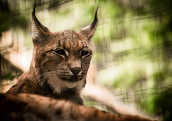 portrait of a lynx