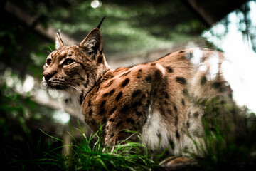 lynx in leaves