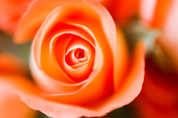 Close up sur une rose - Arrière plan floral romantique