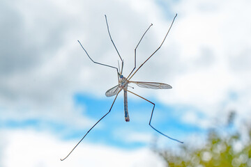 A macro image of a translucent dragonfly on a window