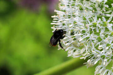 Close up of a bumble bee pollinating a white Allium flower in full bloom.  The tight cluster of spiky flowers of the Allium provide a spectacular firework like display.