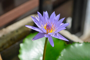 lotus or florescent purple lotus