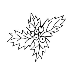Holly leaves icon in doodle sketch lines. Christmas holly berry icon. Christmas icon of new year plants. Isolated on a white background