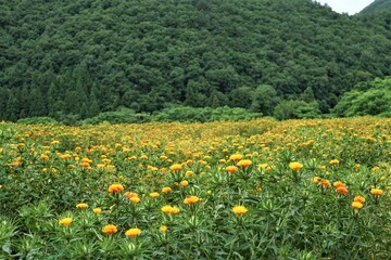 紅花畑