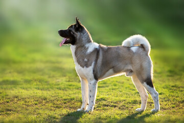 american staffordshire terrier