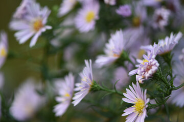 flowers in the garden