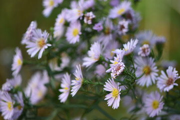close-up lilac New Austrian aster in the autumn garden