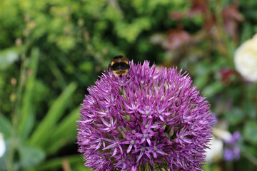 Close up of bumble bee pollinating a purple Allium flower. With its large globe shaped head made up of tight clusters of spiky flowers the Allium it provides a spectacular firework like display