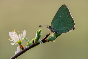 A stunning Green Hairstreak Butterfly (Callophrys rubi) perched on  flower
