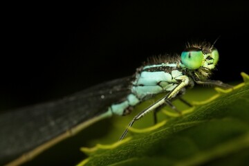 Damselfly Zygoptera female head detail