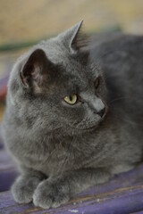 gray cat on a background of autumn