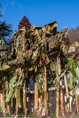 Japanese Banana (Musa basjoo) killed by frost in park, Abkhazia