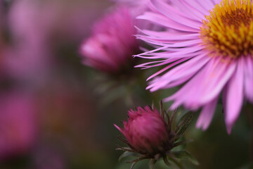 close-up of pink new belgian aster in the autumn garden