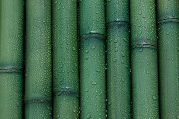 Fototapeta premium 竹