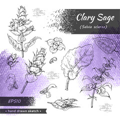 Collection of Clary sage twigs with leaves and flowers . Detailed hand-drawn sketches, vector botanical illustration.