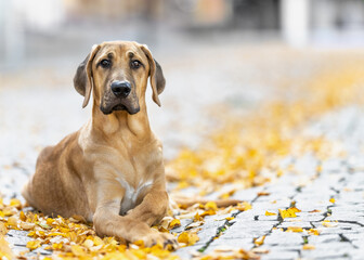 leuchtender Herbst in der Altstadt - ein junger Broholmer Hund liegt auf einer mit gelbem Herbstlaub bedeckten Kopfsteinpflasterfläche - 385300471
