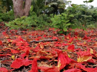 red may flowers fall in garden