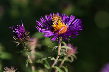 Biene auf lila blühender Aster im Herbst