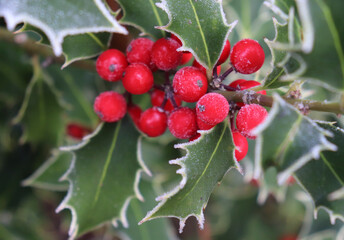 Symbol of Christmas in Europe. Closeup of holly beautiful red berries and sharp leaves on a tree in...